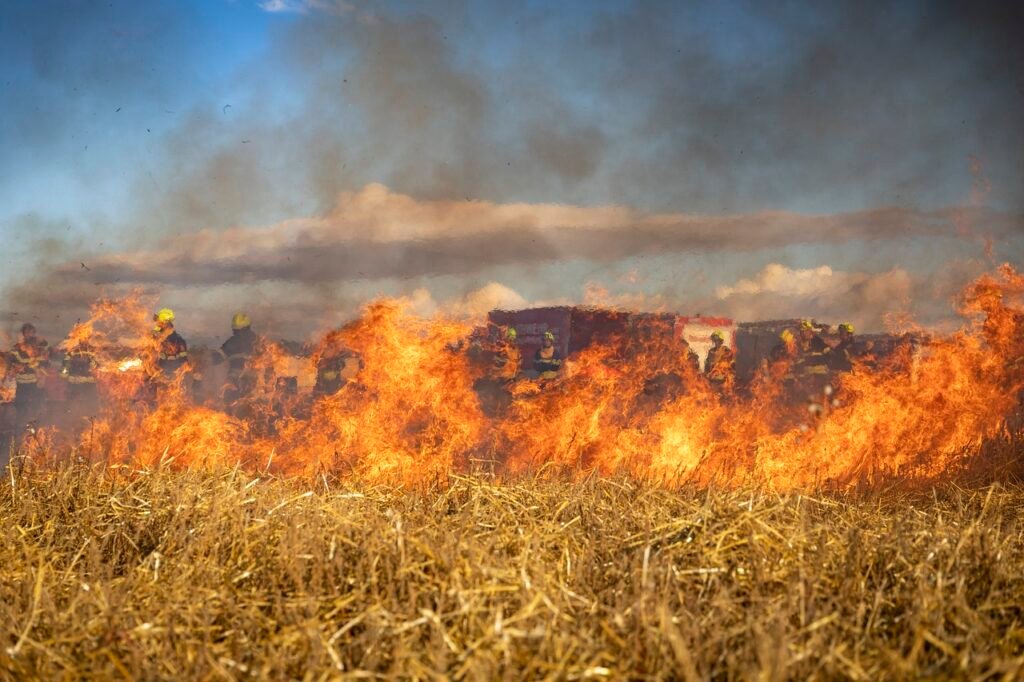 Amazônia e Pantanal em Perigo: Os Incêndios Florestais de 2024